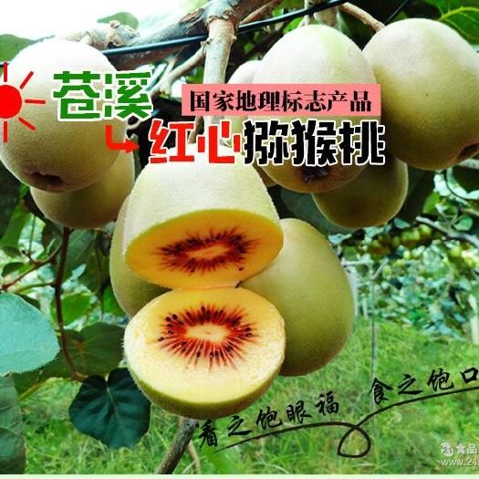 苍溪县 苍溪原产地红心猕猴桃2019年火热抢购中孕妇奇异果5斤包邮