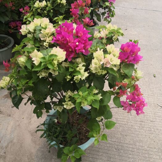 漳浦县绿樱三角梅苗 九重葛， 勒杜鹃，三角梅，花叶三角梅