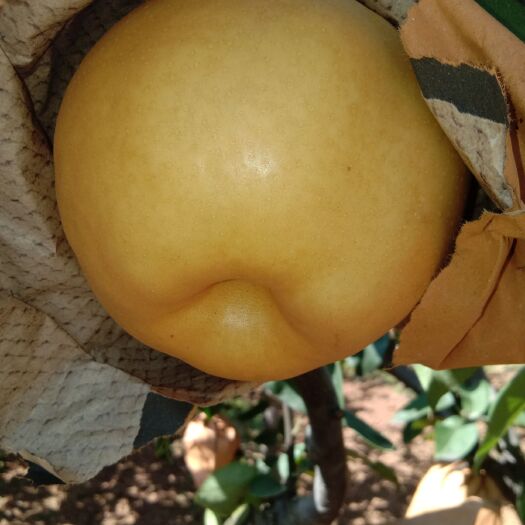莱阳市新高梨 90mm以上 450-500g
