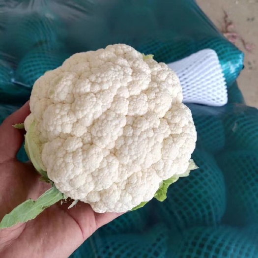 邯郸白花菜花 菜花大量上市