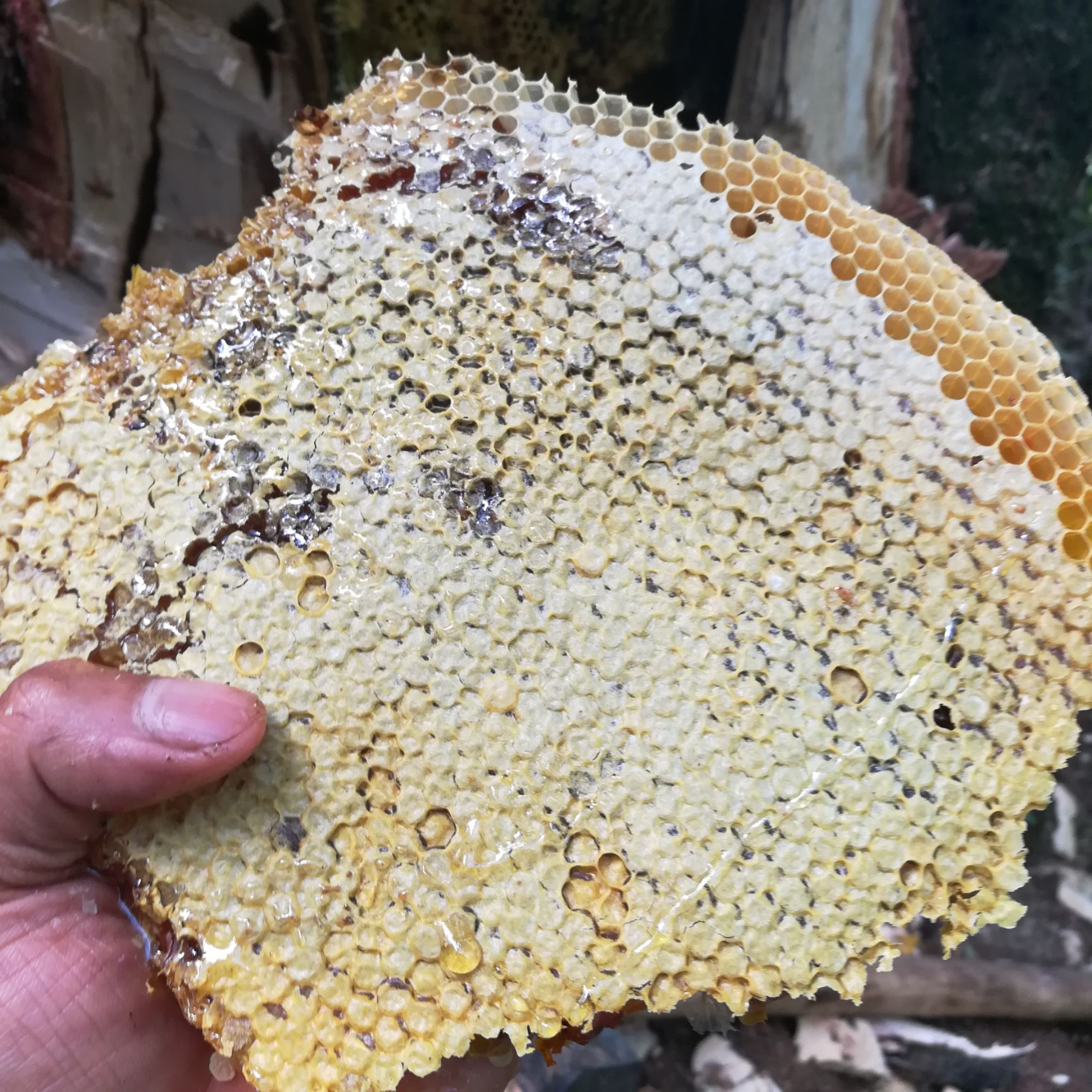  天然野生树洞百花蜜