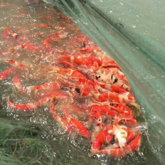 沭阳县 锦鲤苗 大日自家产一代二选小锦鲤鱼苗，红白，三色，白写，昭