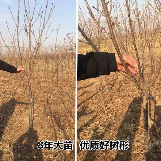 平邑县山樱桃苗 货真价实，现挖现卖，基地直销，诚信为本