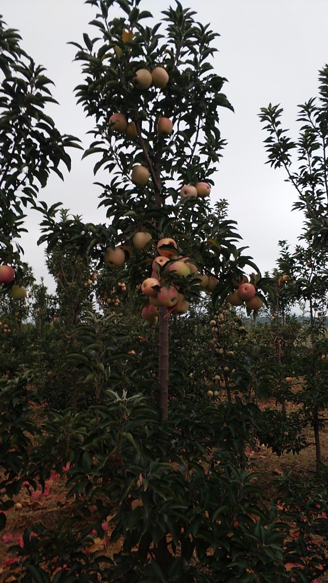 中秋王苹果 中秋王