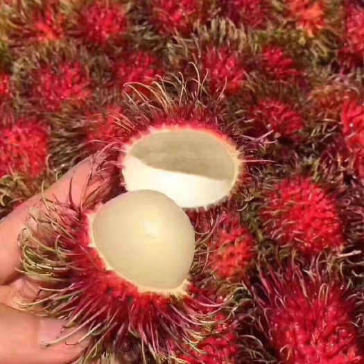红毛丹树苗 红毛丹果苗
