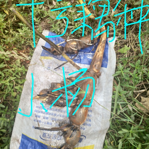重庆市早熟十号赛珍珠藕种