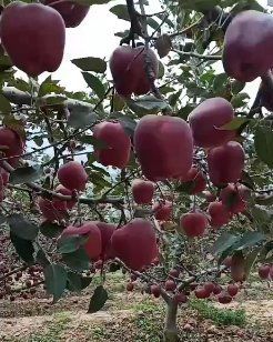 花牛苹果 75mm以上 全红 光果
