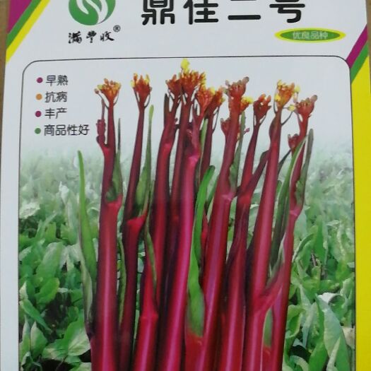 武汉 鼎佳二号红菜苔种子
