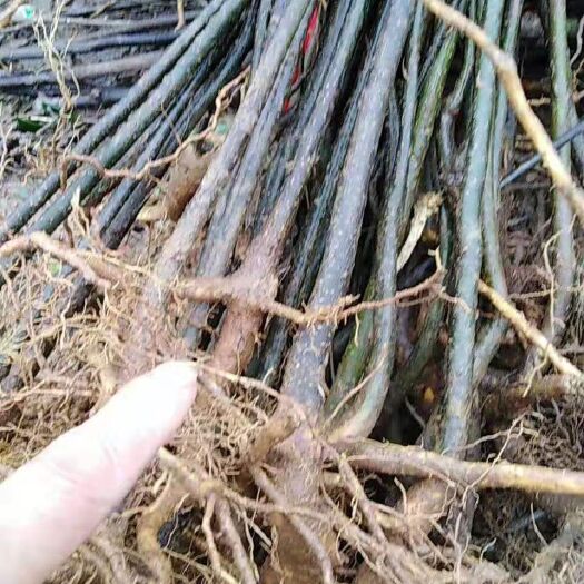 瑞昌市 吴茱萸苗江西正宗中花扦插苗根生苗主动找我下单免费送十棵