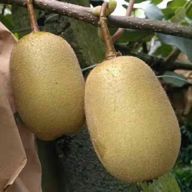  黄心猕猴桃单颗200克以上