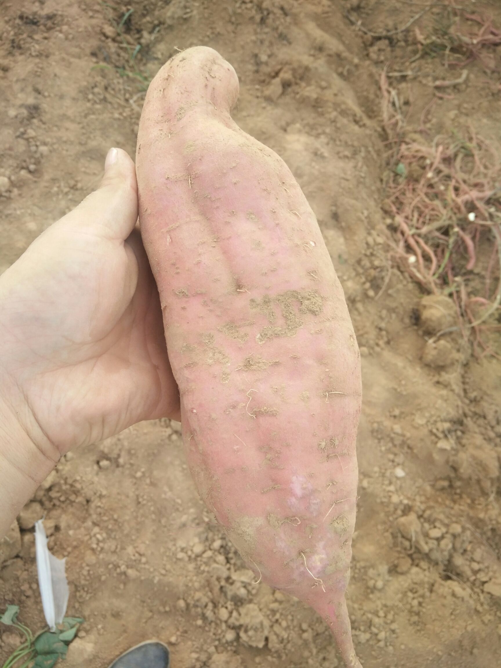  沙地黄心，白心红薯