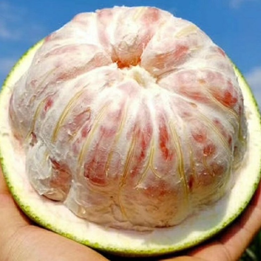 灵山县青柚苗青皮红心柚