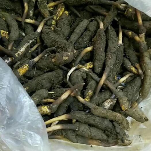 宝兴县虫草花  夹金山大话特色土特产