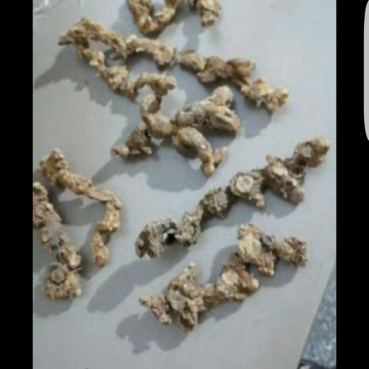 上饶 天然，甜黄精
