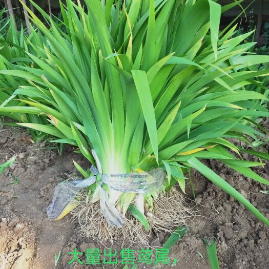祁县鸢尾苗  大量出售蓝花鸢尾，黄花鸢尾