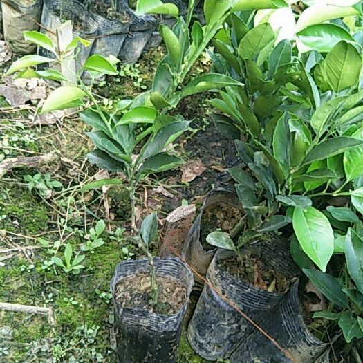 秀山纽荷尔脐橙苗 纽荷尔营养钵杯苗  地苗  各种果苗