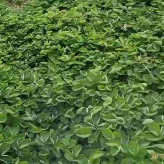 东港市甜查理草莓苗 20~30公分 地栽苗