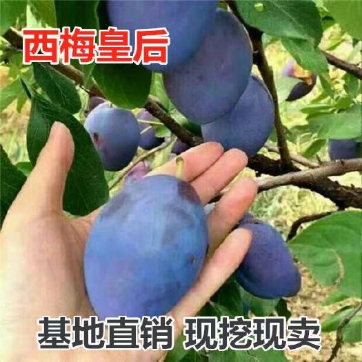 平邑县女神李子树苗 西梅李子 一级苗 现挖先发货 保证品种 提供技术管理