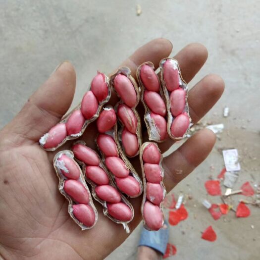 开封四粒红鲜花生，手挑精果，商超市场，档口，产地直发，籽粒饱满