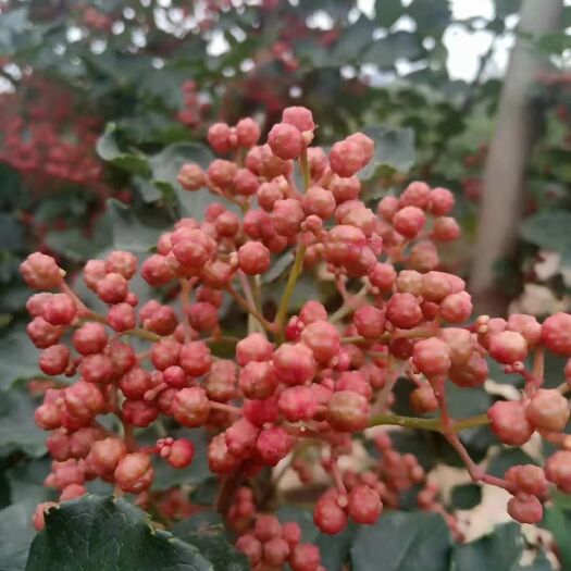 泰安无刺花椒苗 无刺花椒树苗规格齐全