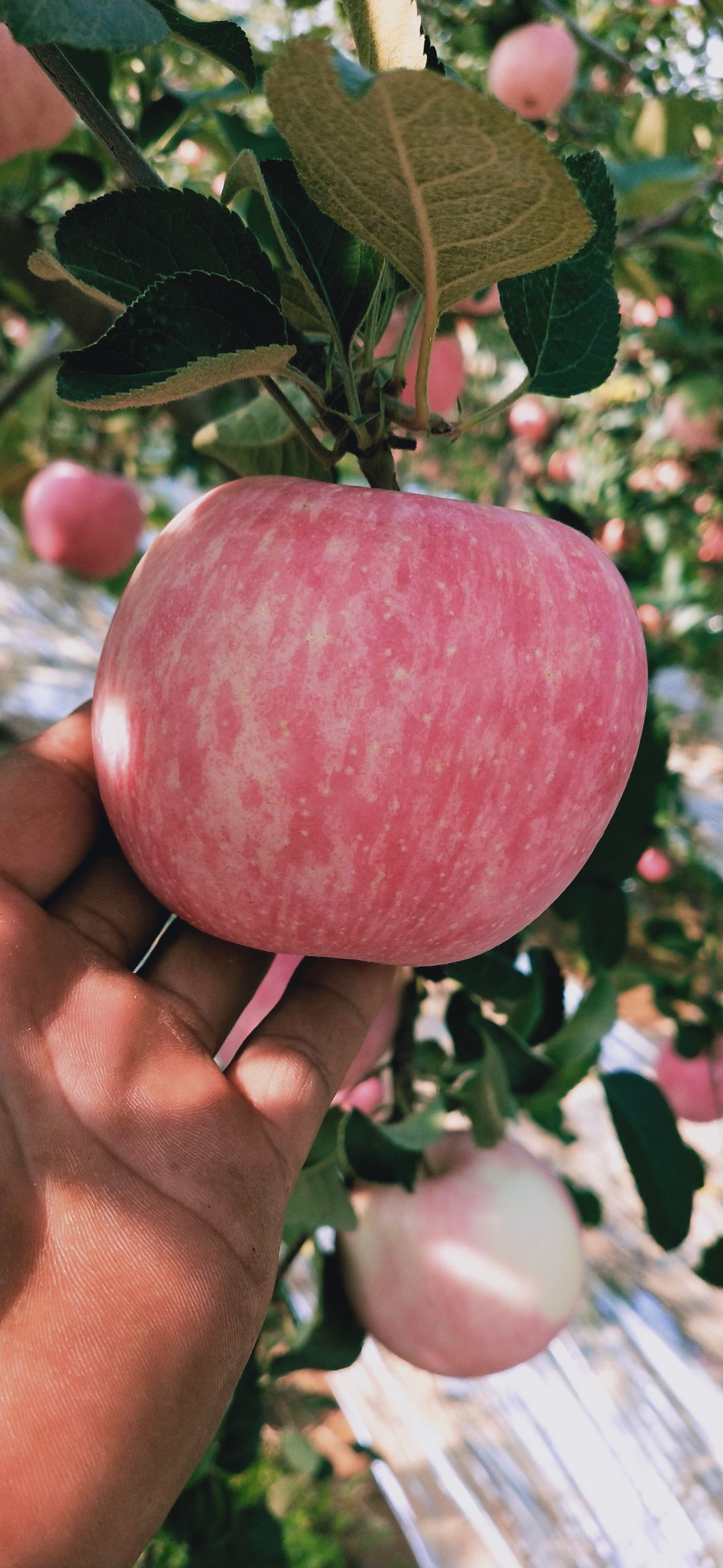  陕西洛川红富士苹果