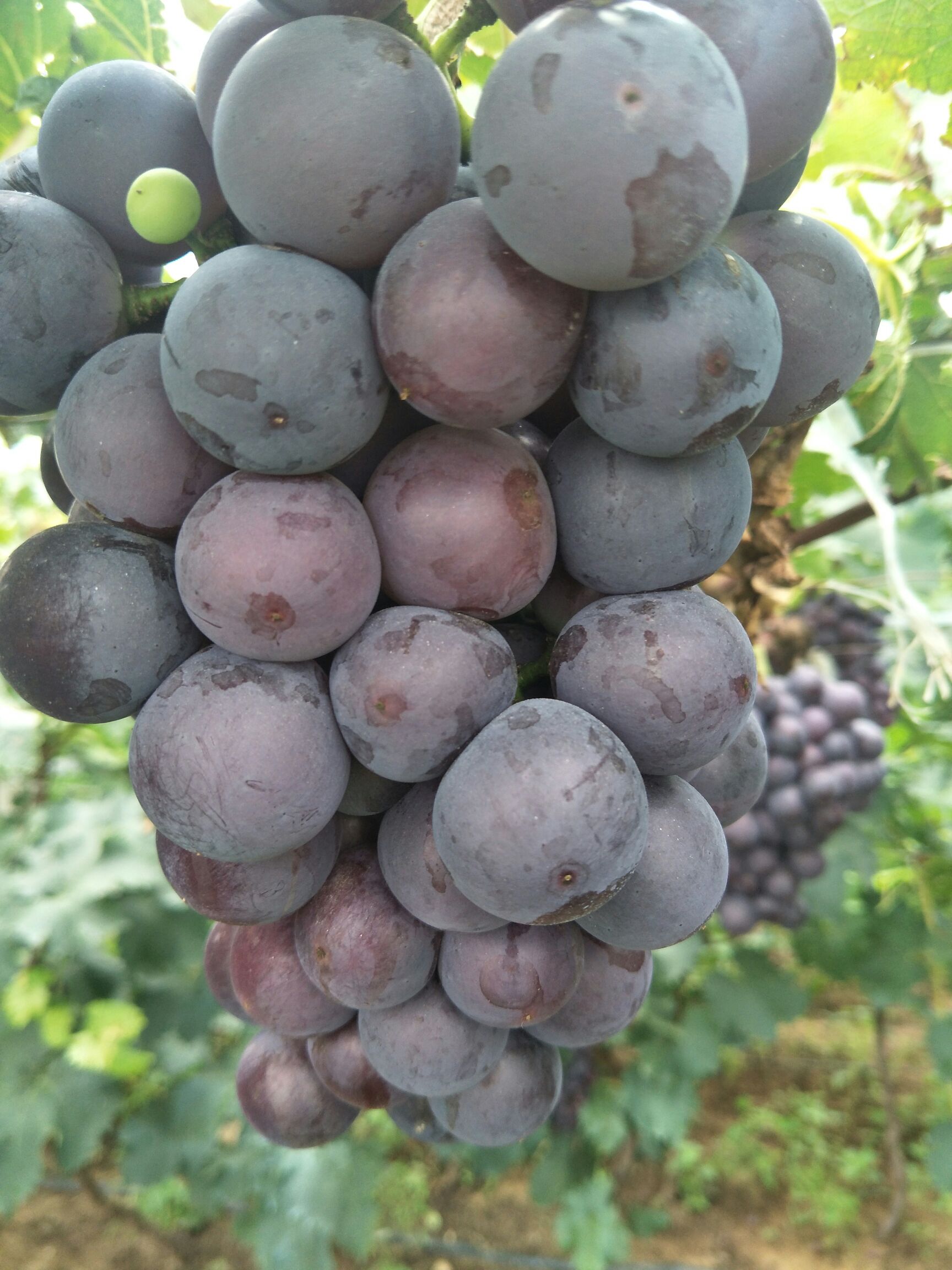 巨峰葡萄 1-1.5斤 10%以下 1次果