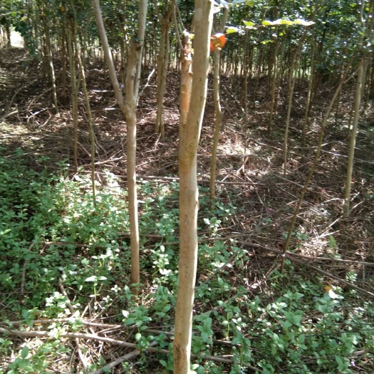 来宾红花紫薇