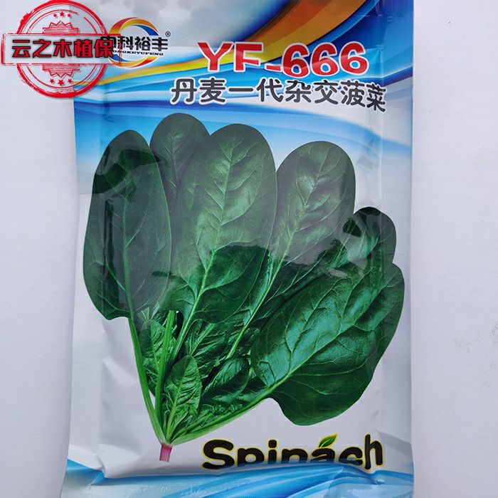 丹麦菠菜墨绿叶 耐热耐寒 抗病生长速度快半圆叶菠菜种子