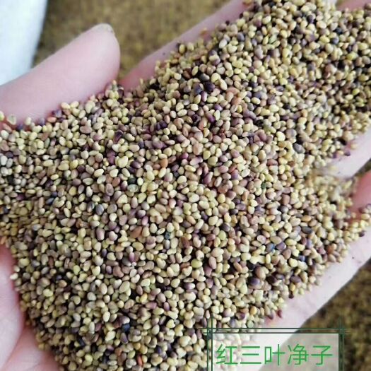 常州三叶草种子 红三叶净子及包衣种子全部现货供应
