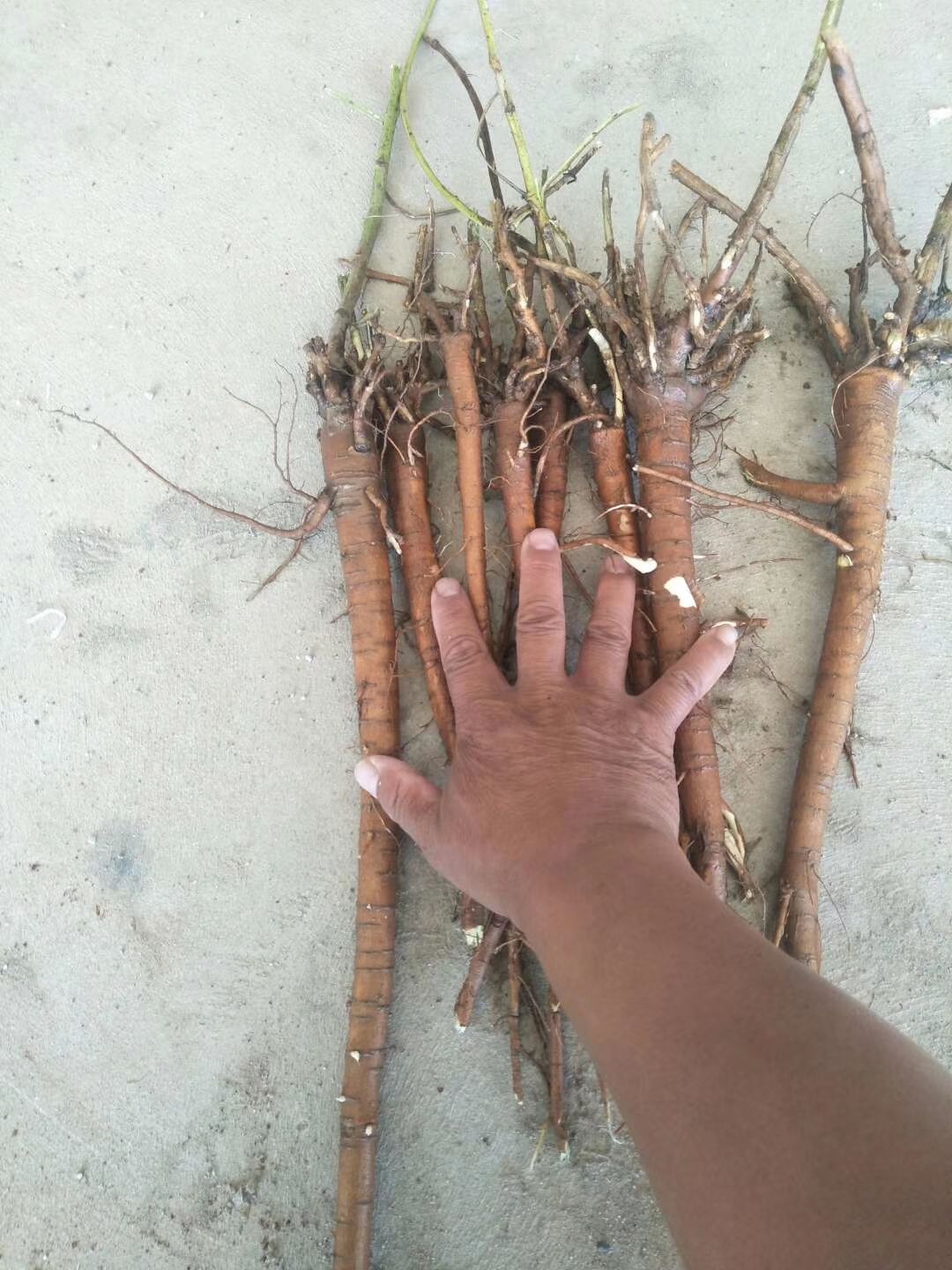 甘肃2年或3年的甘草
您自己来看货，