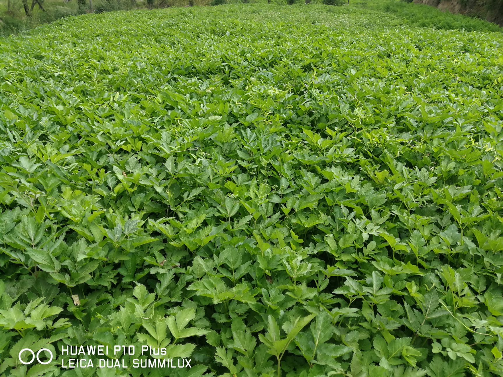 羌活苗，宽叶羌活苗，产地供货，一首货源