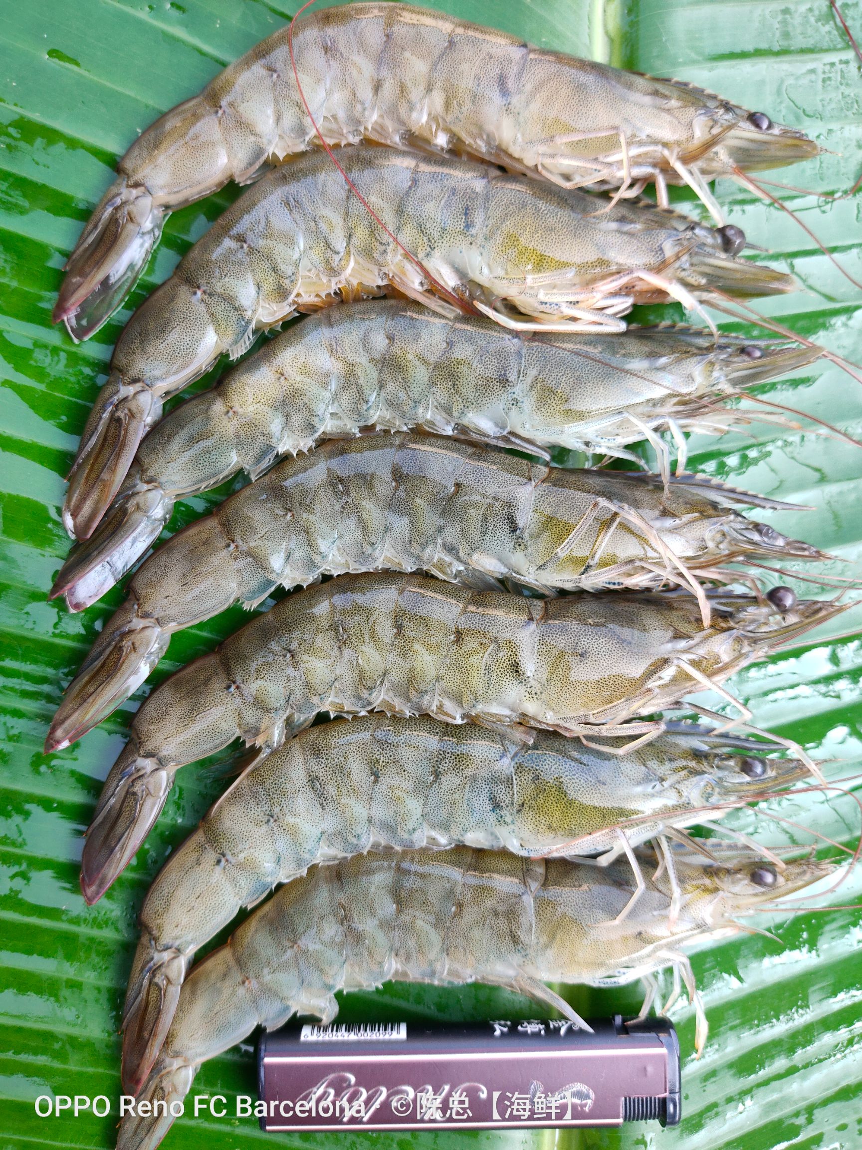 广西北海海城区 南美白对虾