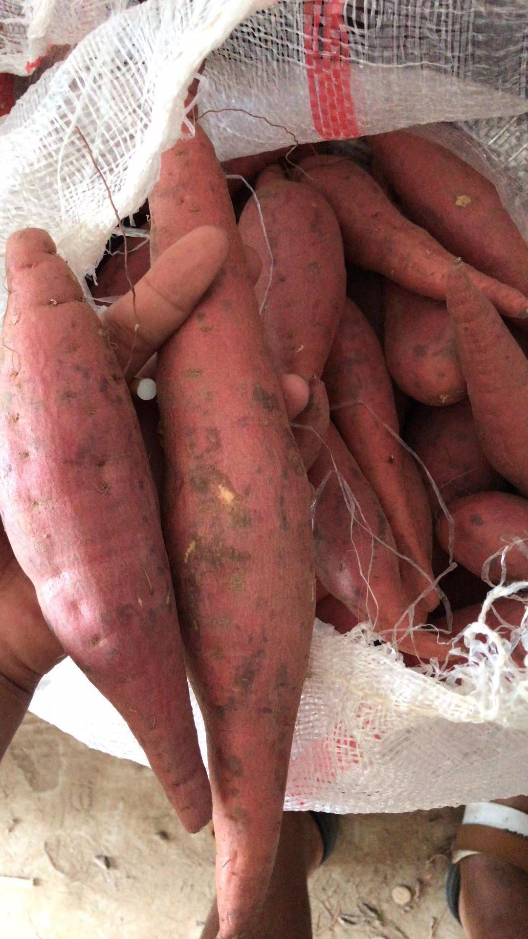 西瓜红红薯，纯沙地红薯，口感糯甜，商超市场档口大量