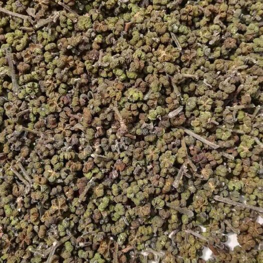 横州市 中花吴茱萸，现有自家干货供应，欢迎骚扰