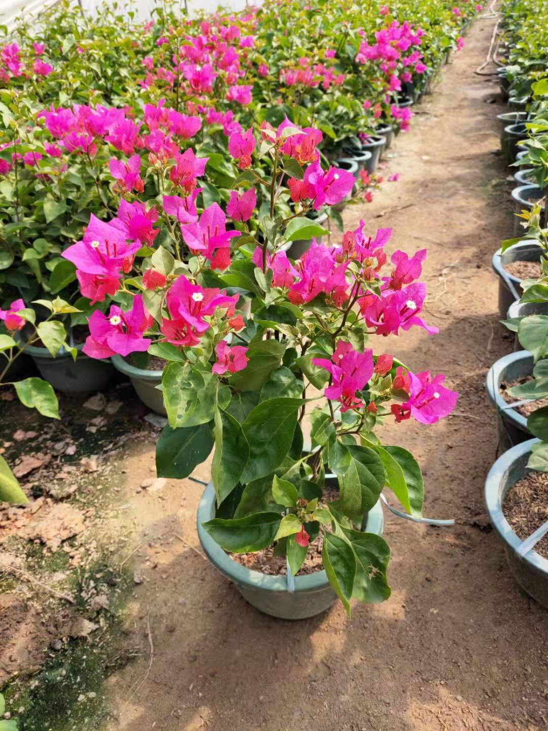 绿樱三角梅苗 九重葛， 勒杜鹃，三角梅，花叶三角梅