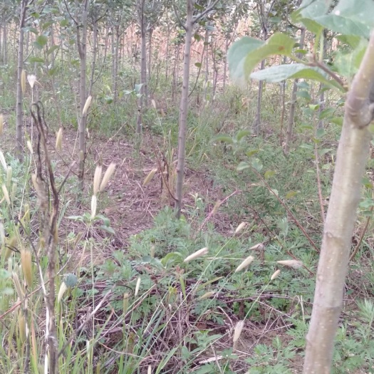 绛县3公分的苹果树苗，有需要的老板速联系