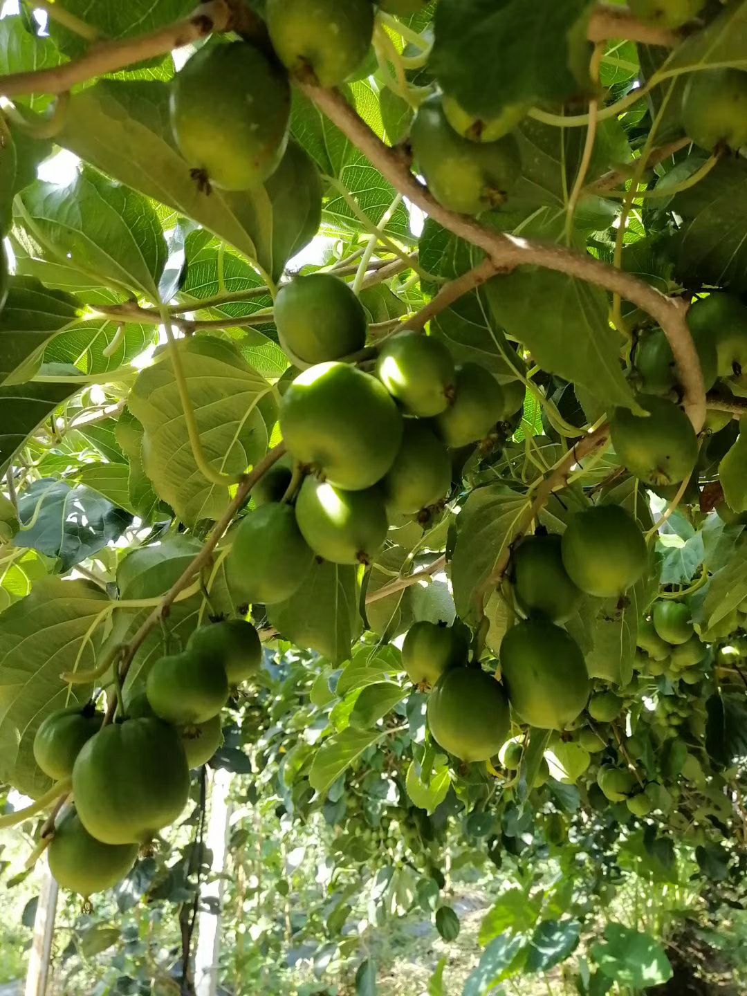  软枣猕猴桃15g以上精品大果，果园直采，冷链运输
