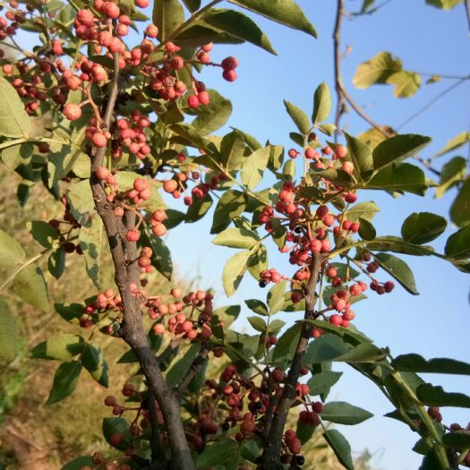 黎城县 黎北十里香花椒