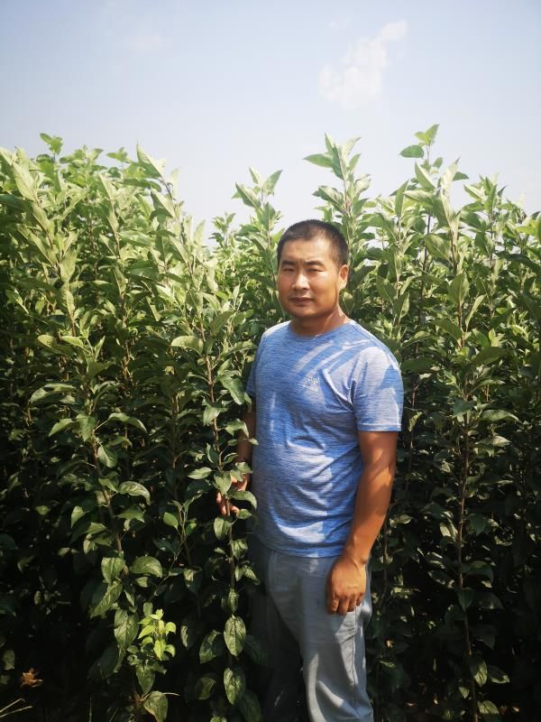 红富士苹果苗  促销精品红富士苹果美国八号嘎啦3年苗买十棵送1棵