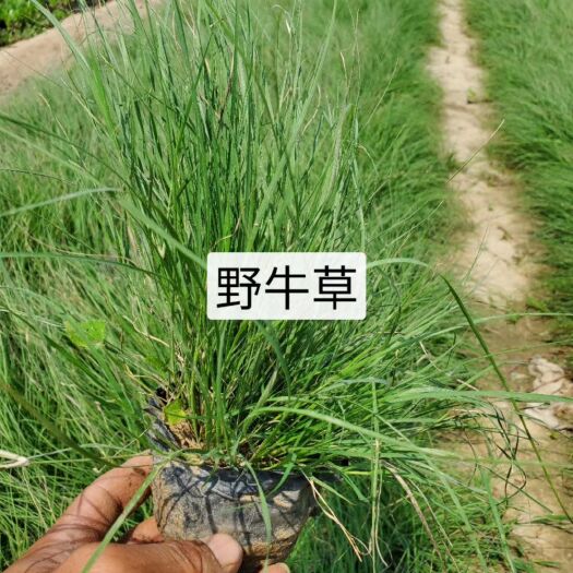 定州市草花 时令花草