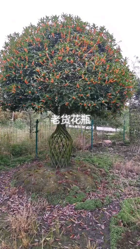 早红丹桂 丹桂花瓶，愈合花瓶，编制技术，桂花花瓶骨架