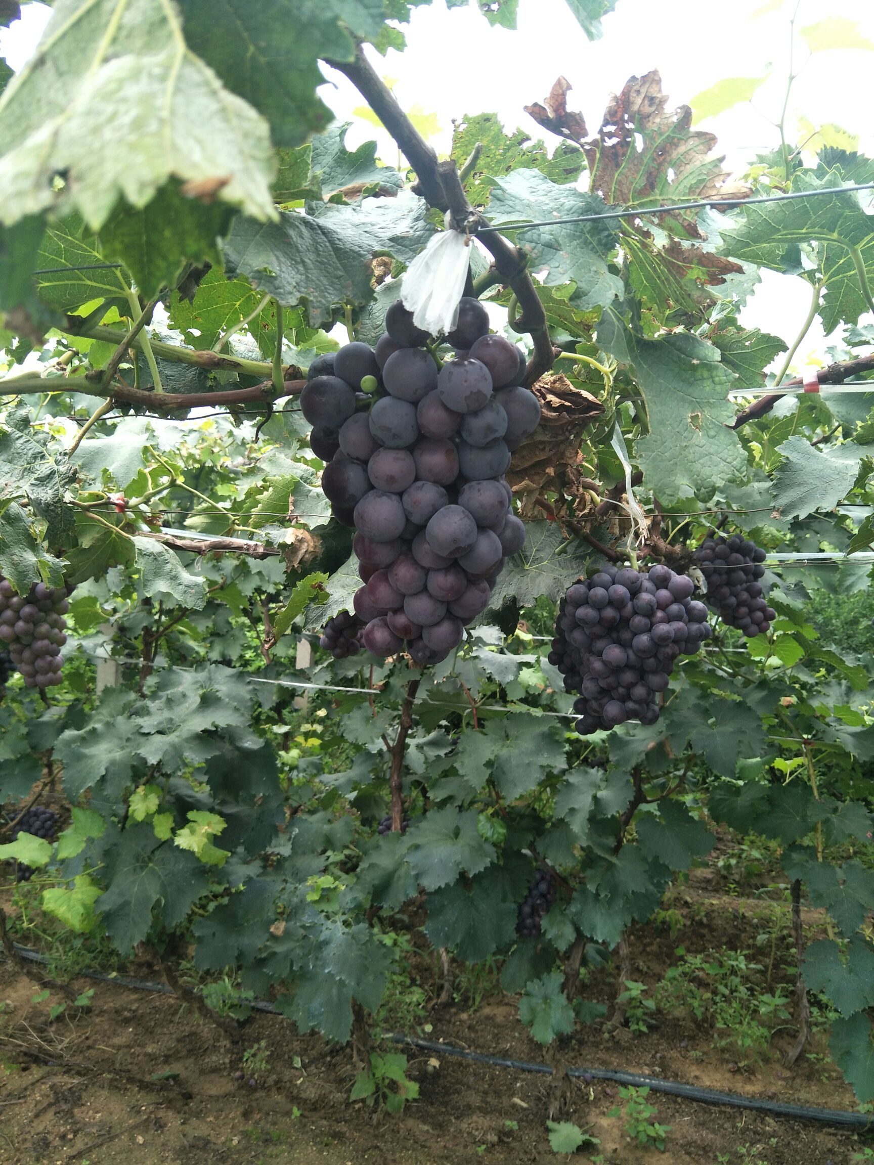 巨峰葡萄 1-1.5斤 10%以下 1次果