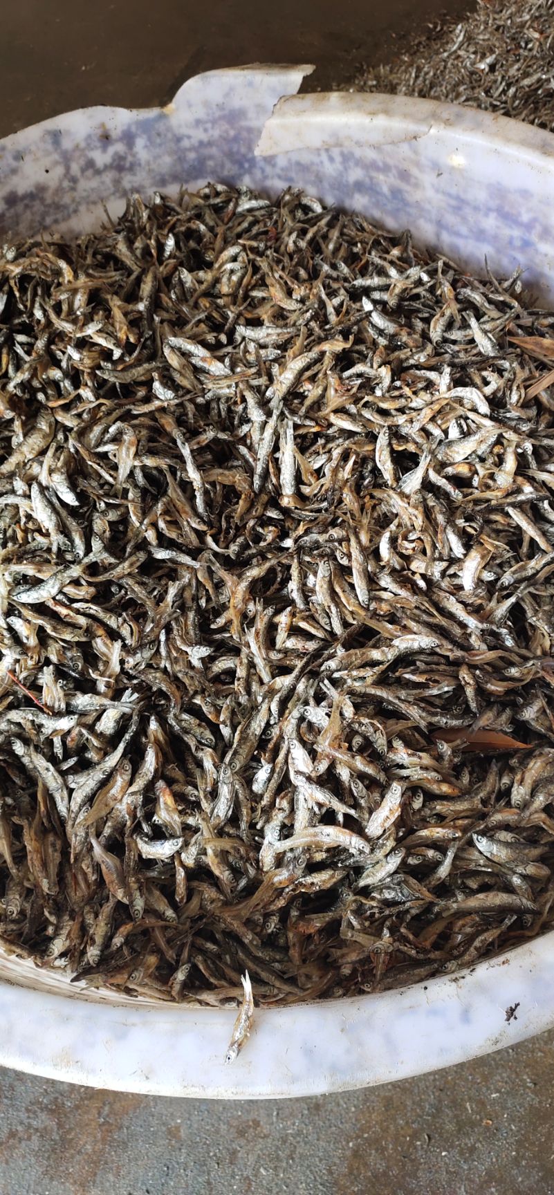 白条鱼  感谢平台，家里大量油炸日晒小白条，需要的了解一下