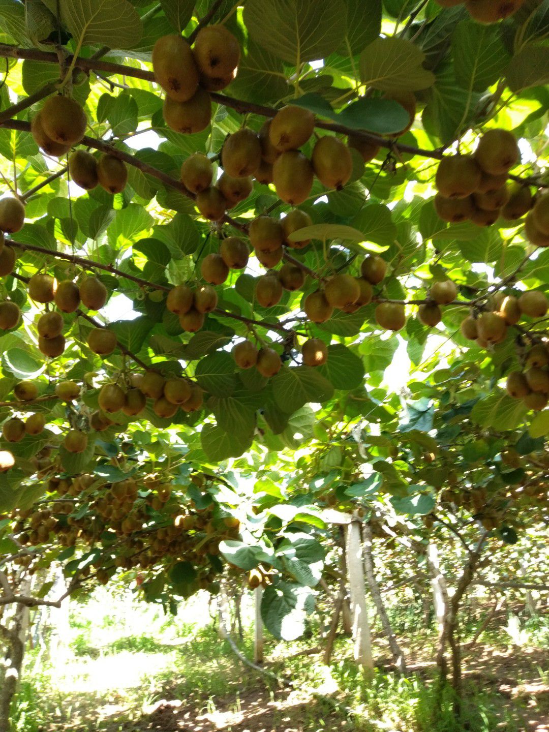  秦麓猕猴桃专业和作社:太白山下雪水浇灌无污染，温差大果味香