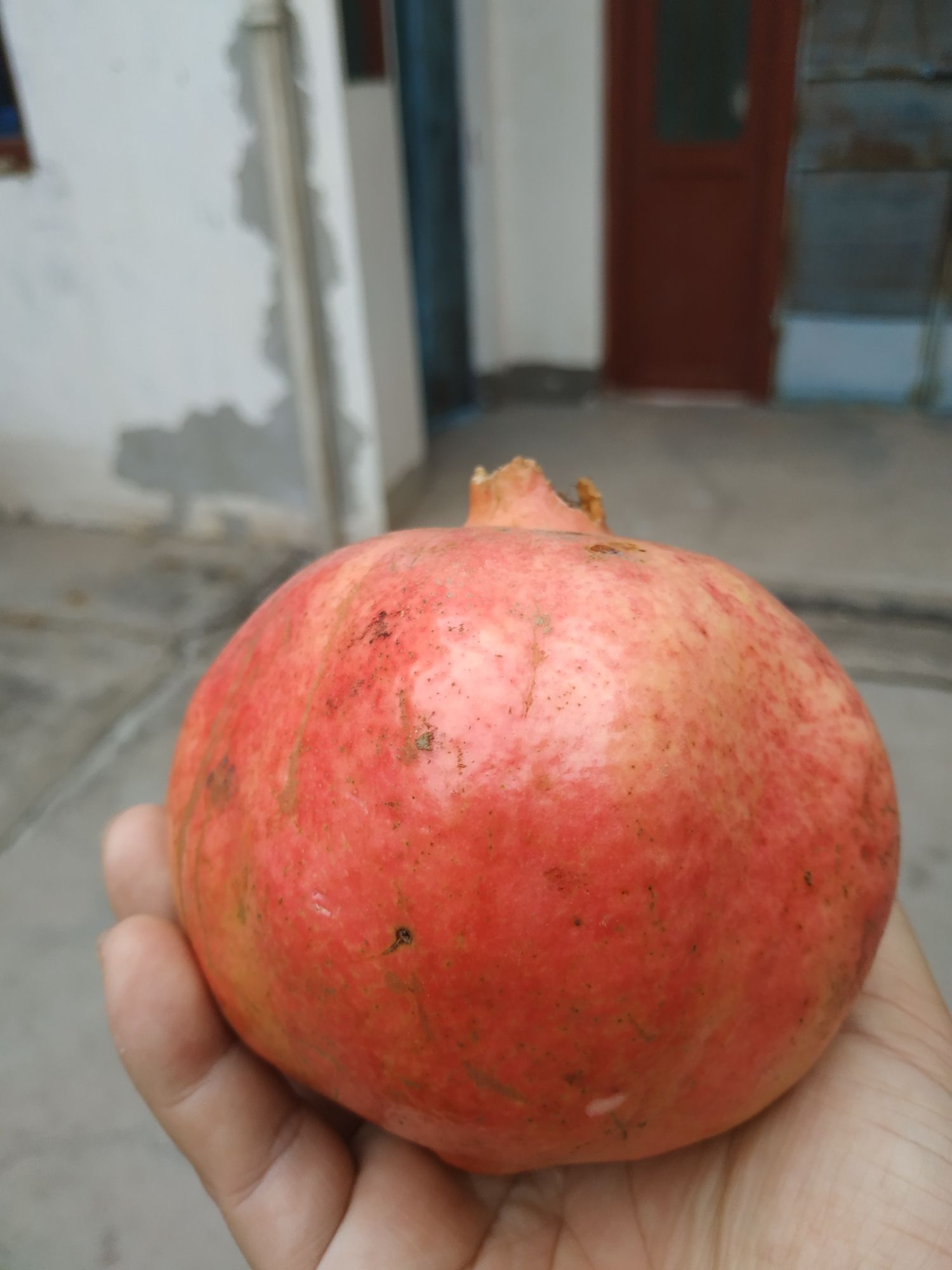  黄河滩河阴石榴基地石榴熟了，欢迎前来品尝选购，石榴园。