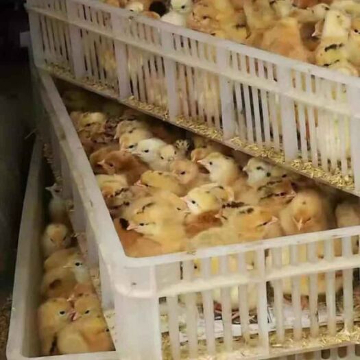 淮安 鸡苗 土鸡苗  出壳苗 脱温苗