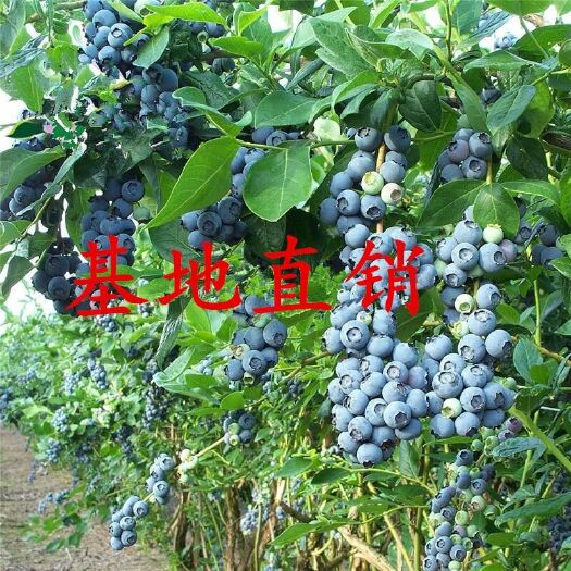 平邑县 促销蓝莓苗南北方皆可种植8年大苗现挖现卖基地直发