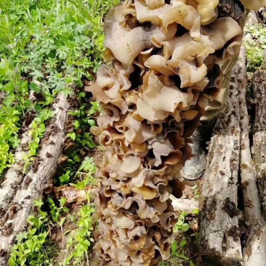 鸡东县椴木木耳 干木耳 1:15 一级 
