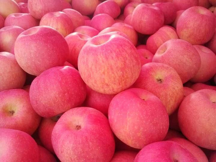  红富士苹果 红将军苹果 金帅苹果 青苹果