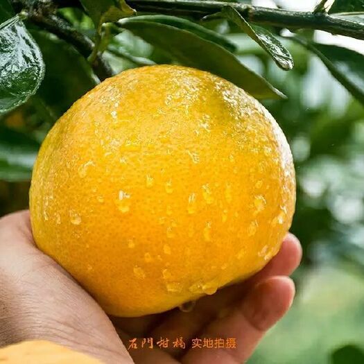 石门县石门蜜橘 中国柑橘之乡，石门柑橘（合作社）需求实力老板合作
